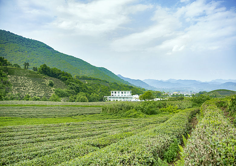 自然风光茶园湖泊建筑风景