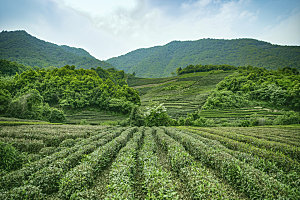 自然风光茶园湖泊建筑风景