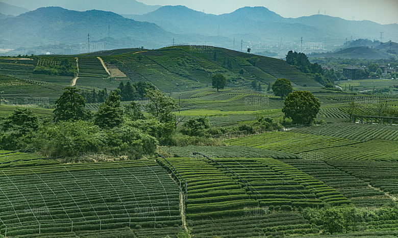 自然风光茶园湖泊建筑风景