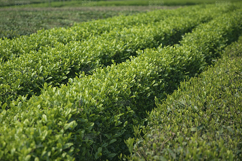 自然风光茶园湖泊建筑风景