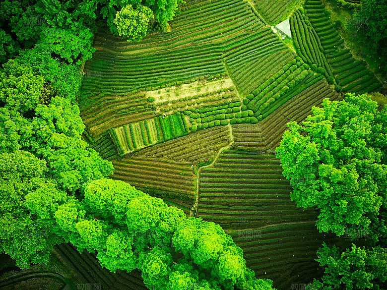自然风光茶园湖泊城市建筑风景