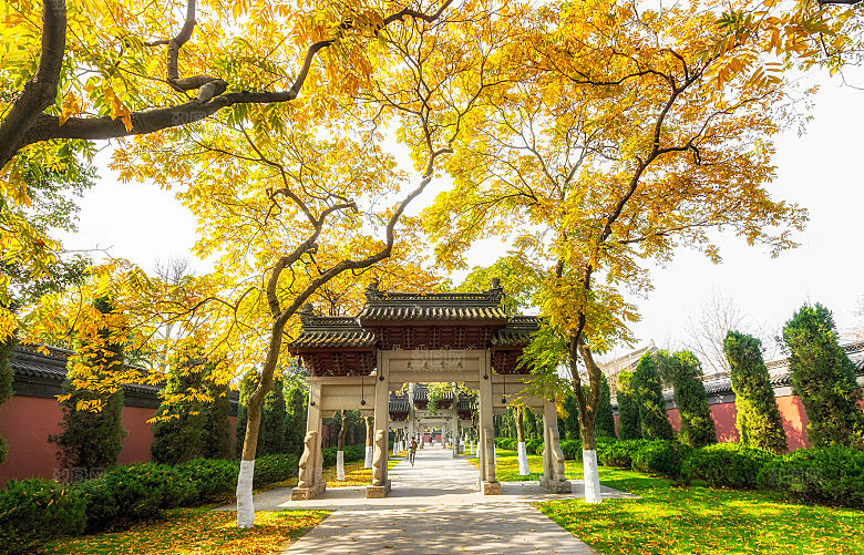 自然风光茶园湖泊城市建筑风景