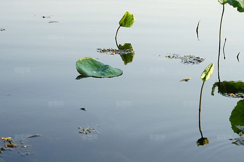 自然风光茶园湖泊建筑风景