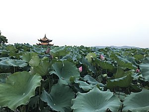 自然风光茶园湖泊建筑风景