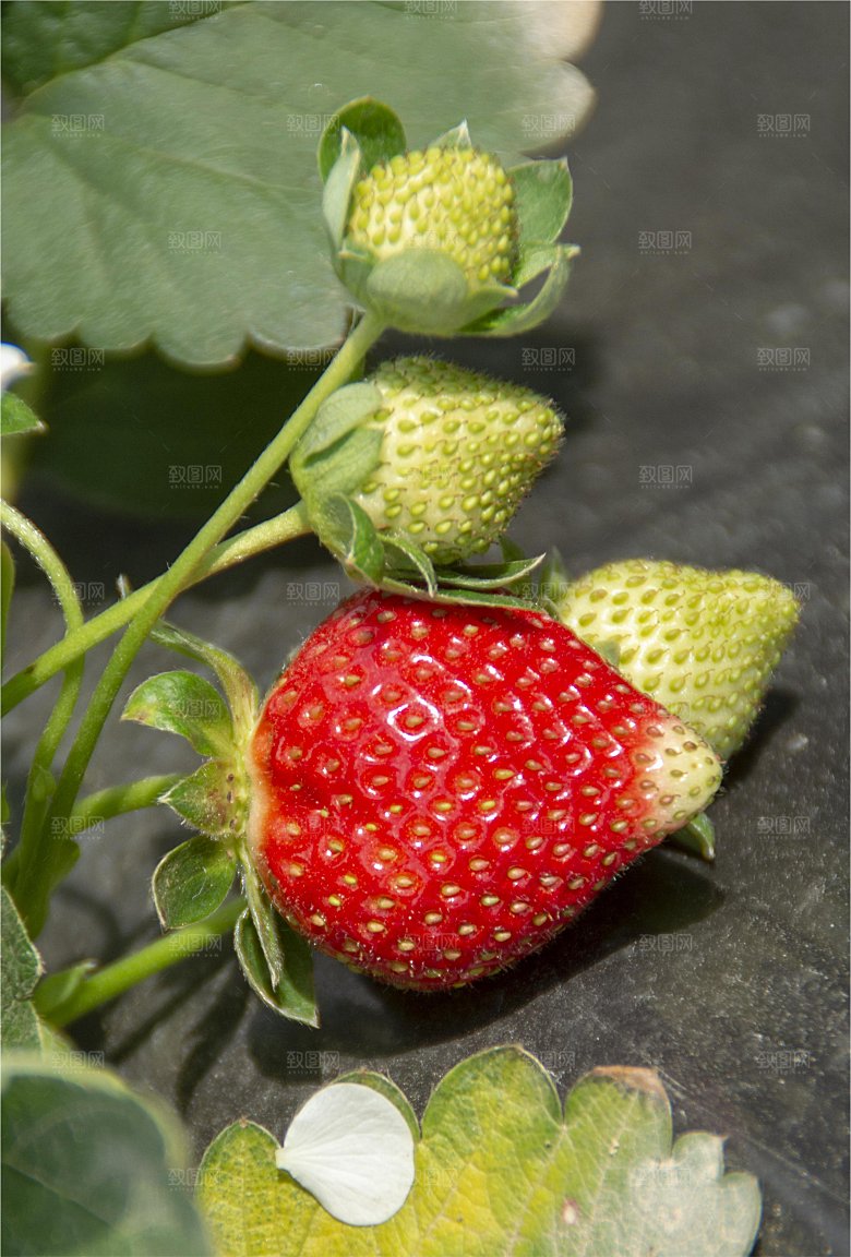 冬季新鲜草莓特写