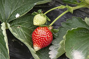 冬季新鲜草莓特写