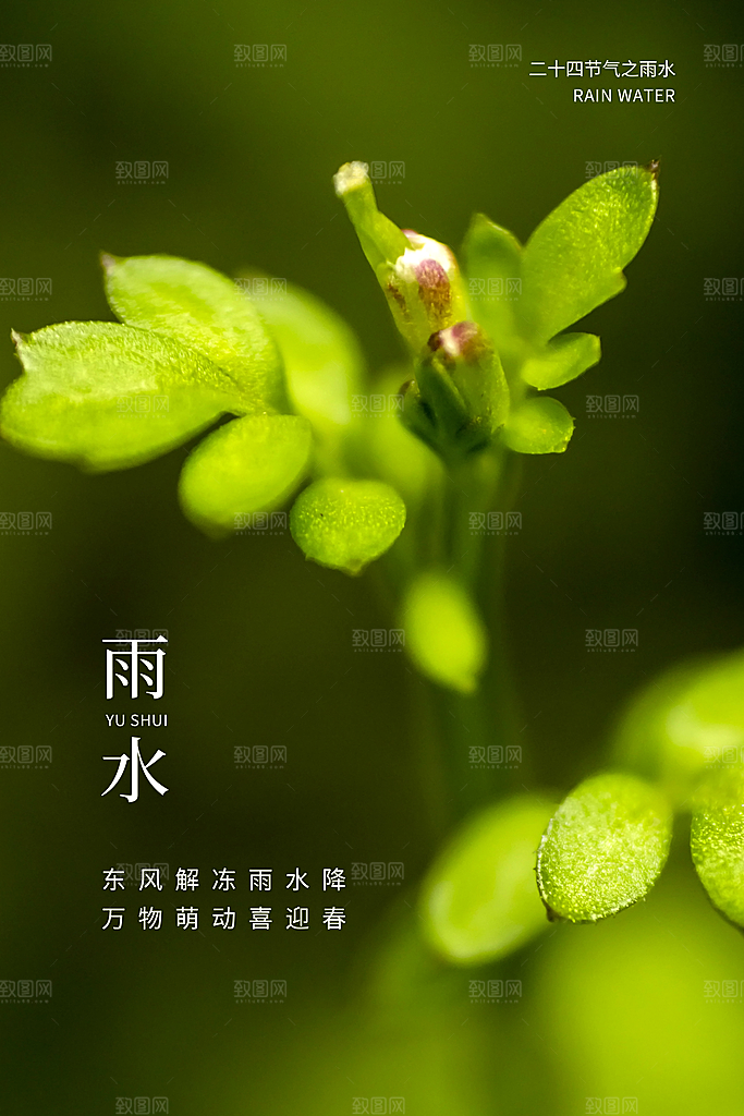 雨水节气宣传推广海报