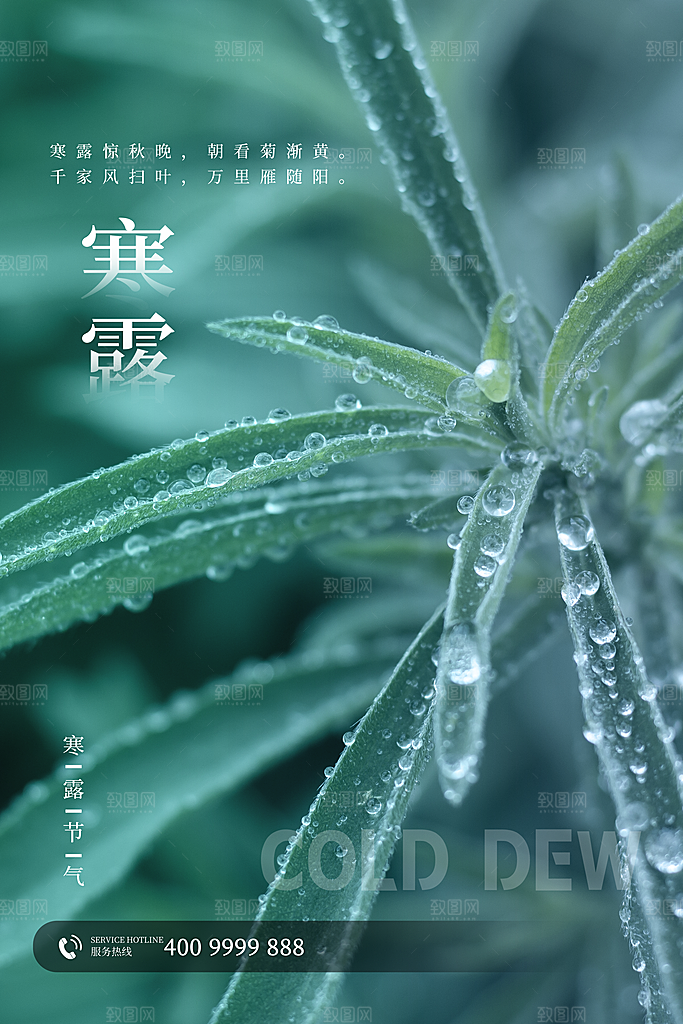 寒露节二十四节气平面海报