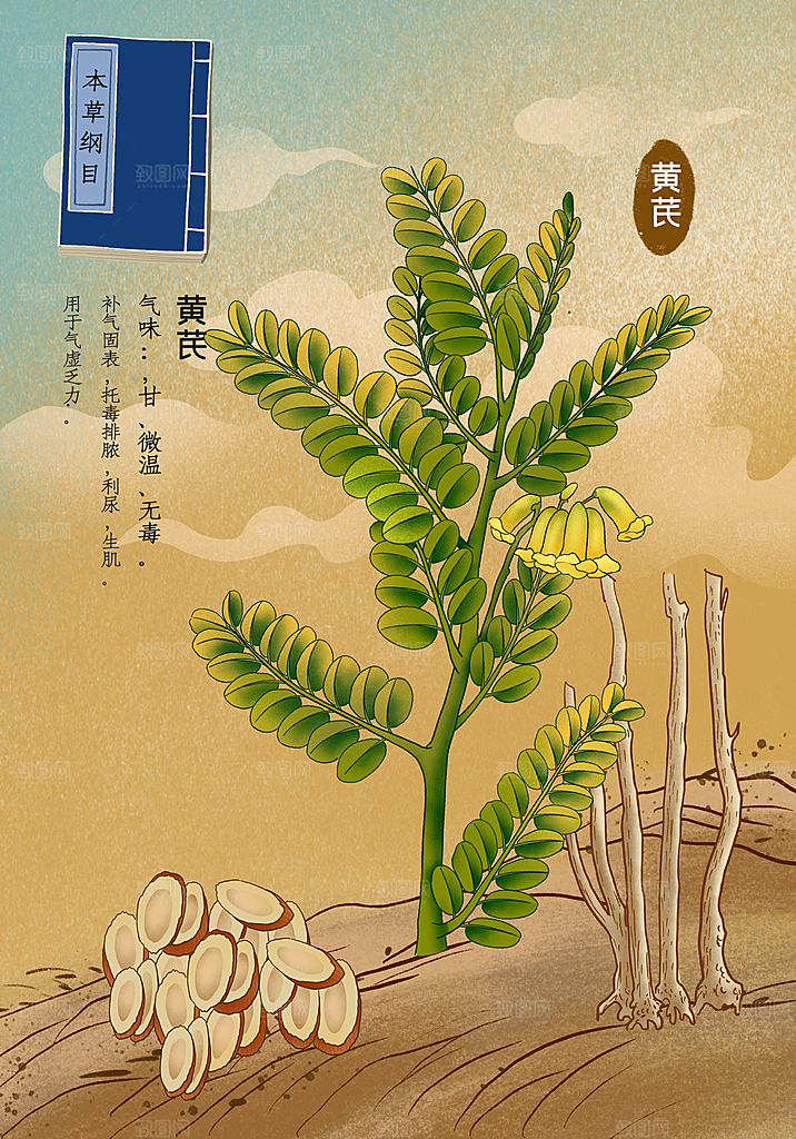 中草药作用与功效介绍插画
