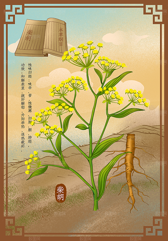 中草药作用域功效介绍插画