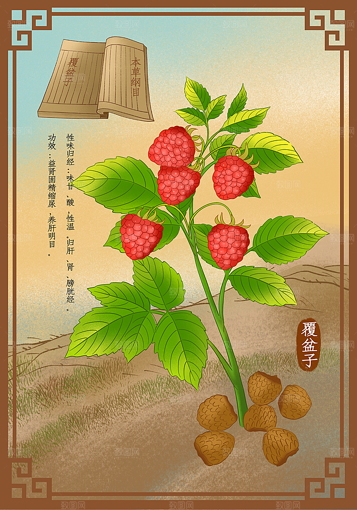 中草药作用域功效介绍插画