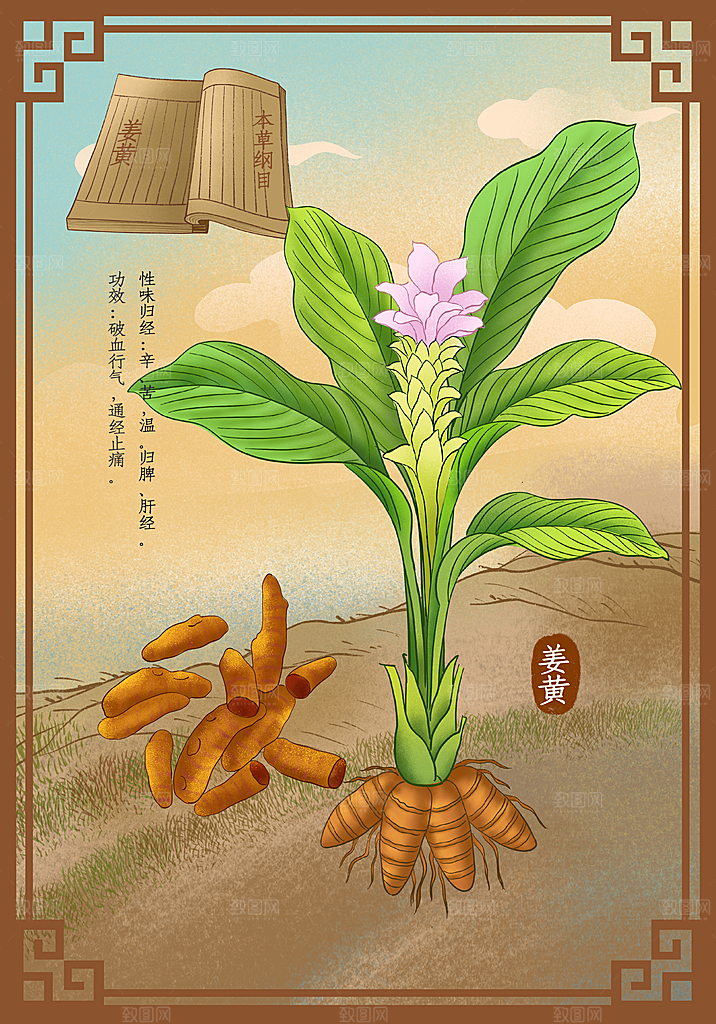 中草药作用域功效介绍插画