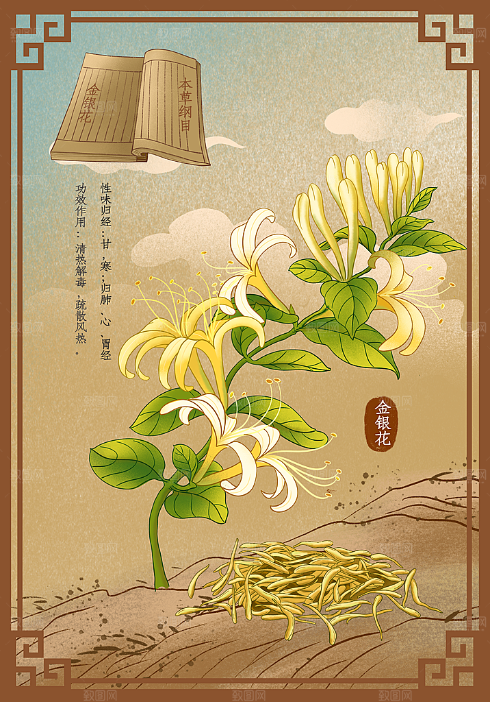 中草药作用域功效介绍插画