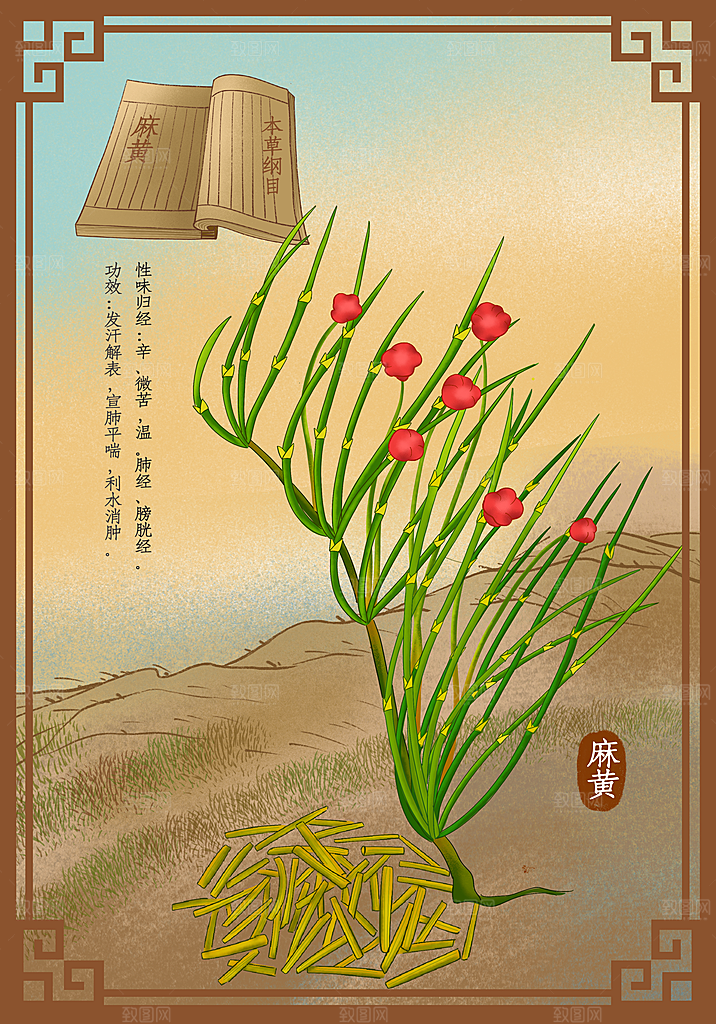 中草药作用域功效介绍插画