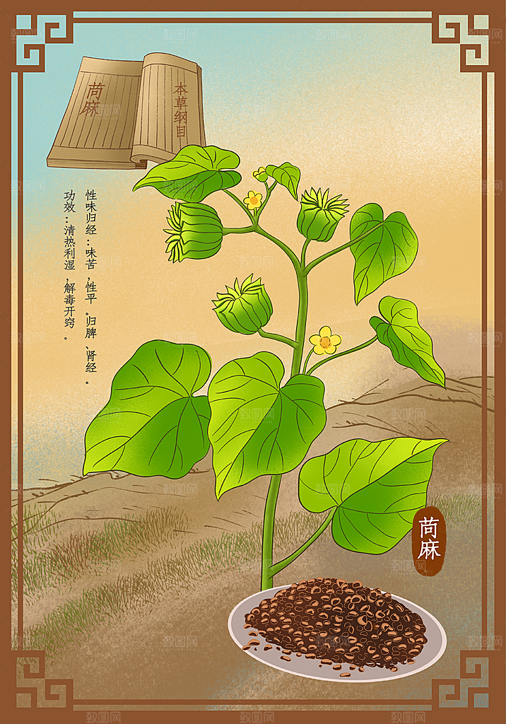 中草药作用域功效介绍插画