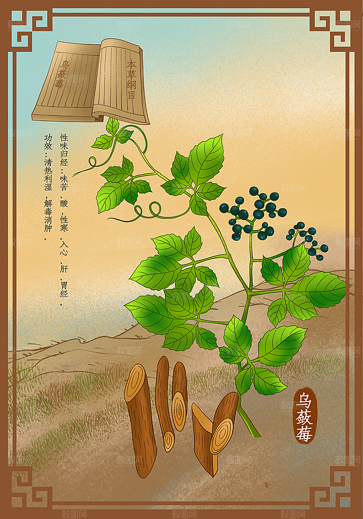 中草药作用域功效介绍插画