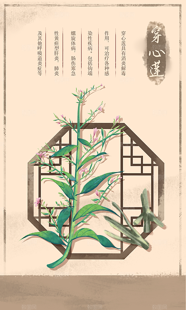 中草药作用与功效介绍插画