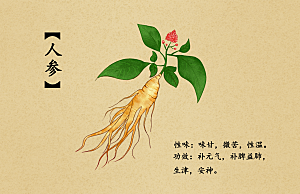 中草药作用与功效介绍插画