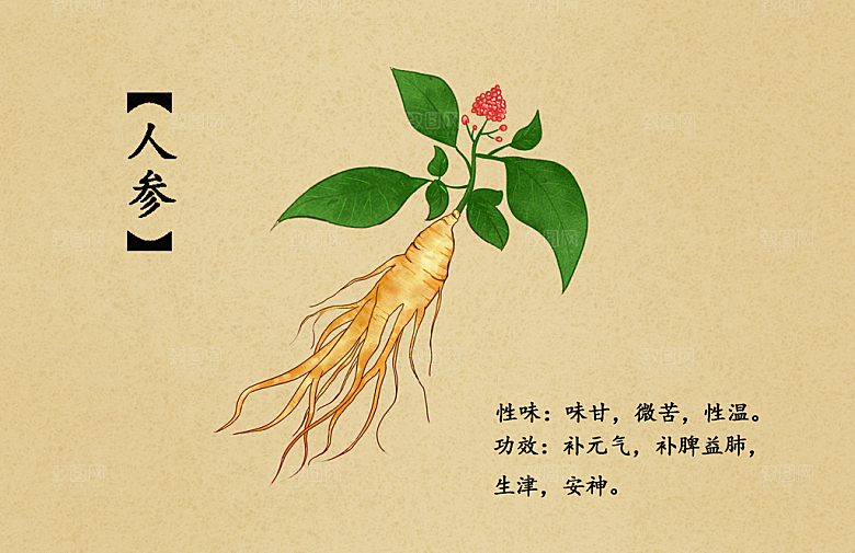 中草药作用与功效介绍插画