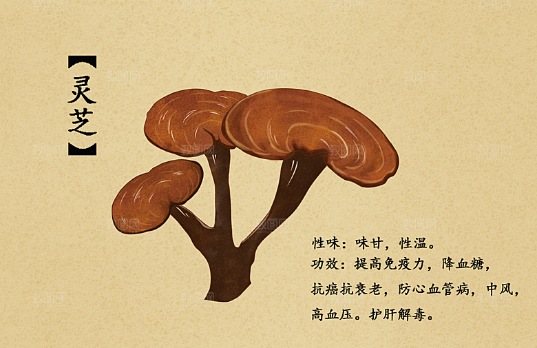 中草药作用与功效介绍插画