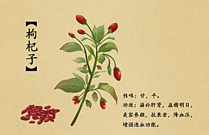 中草药作用与功效介绍插画