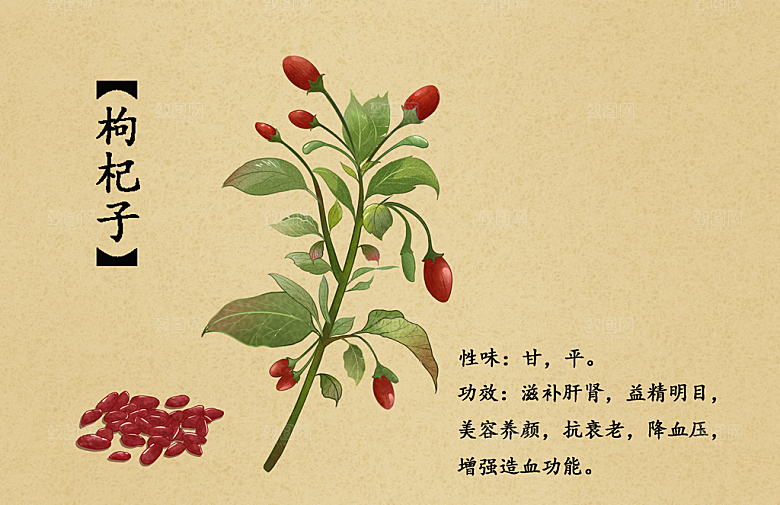中草药作用与功效介绍插画