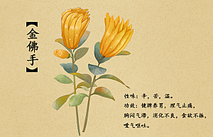 中草药作用与功效介绍插画
