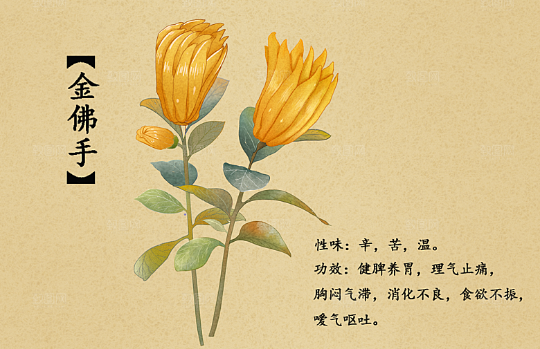 中草药作用与功效介绍插画