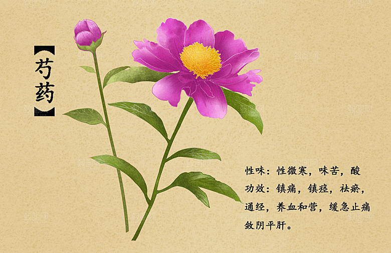 中草药作用与功效介绍插画