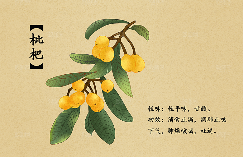中草药作用与功效介绍插画
