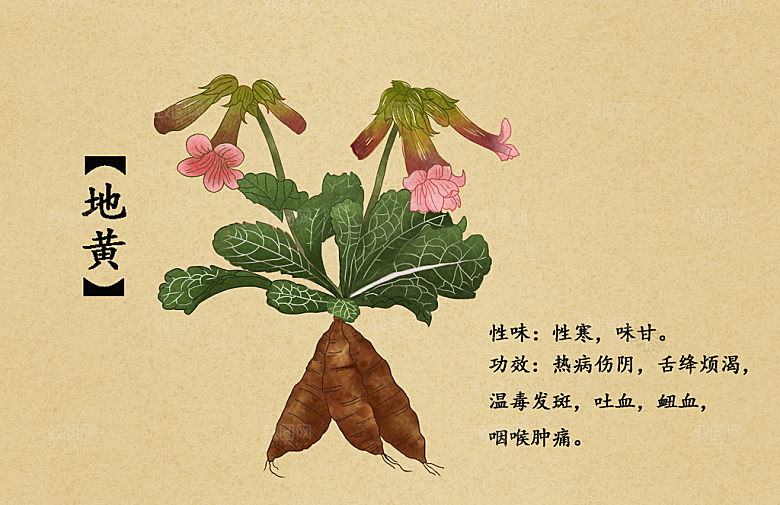 中草药作用与功效介绍插画