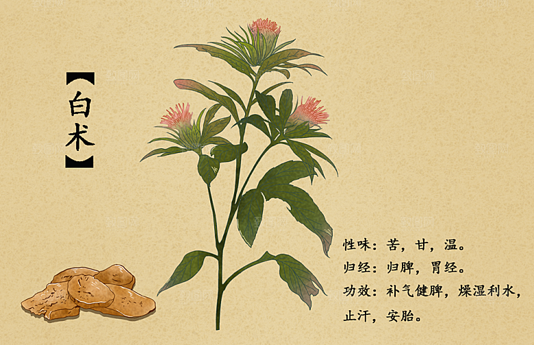中草药作用与功效介绍插画
