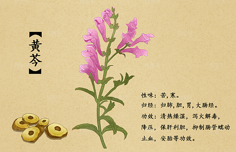 中草药作用与功效介绍插画