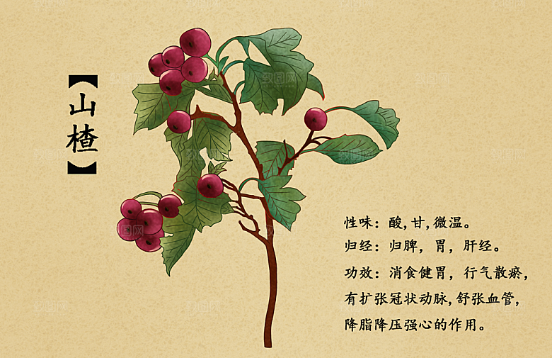 中草药作用与功效介绍插画