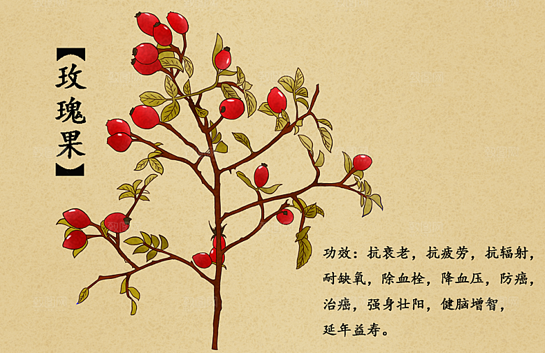 中草药作用与功效介绍插画
