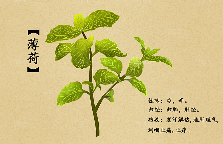 中草药作用与功效介绍插画