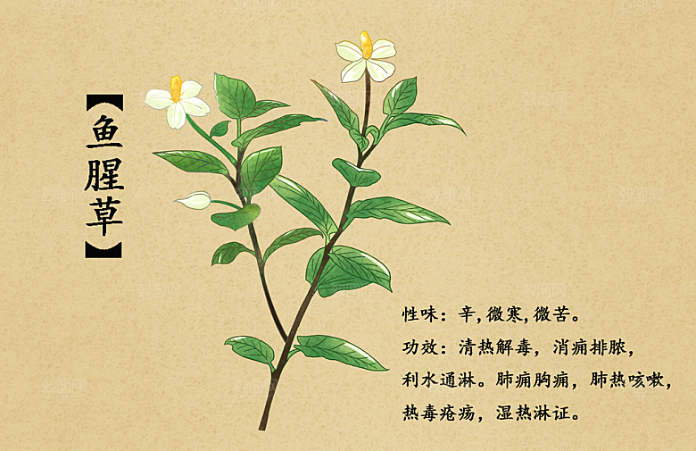 中草药作用与功效介绍插画