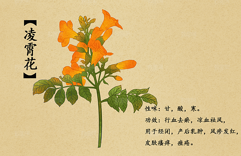 中草药作用与功效介绍插画