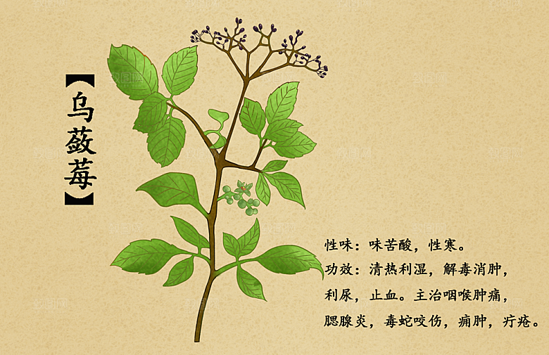中草药作用与功效介绍插画