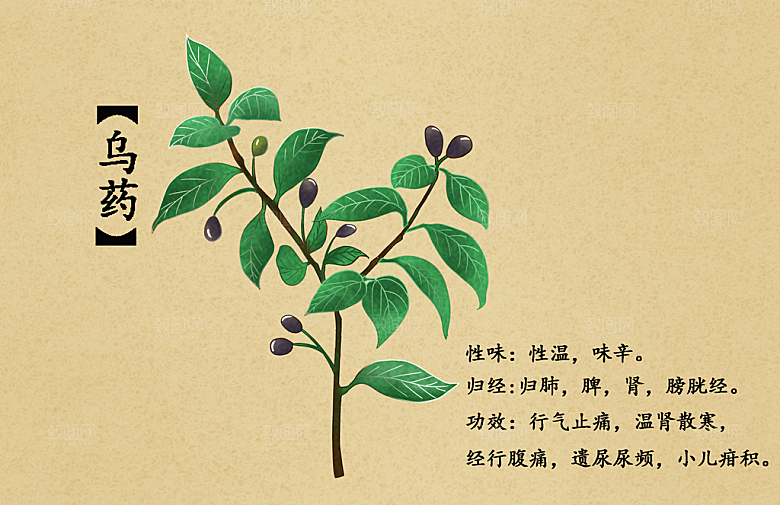 中草药作用与功效介绍插画
