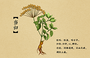 中草药作用与功效介绍插画