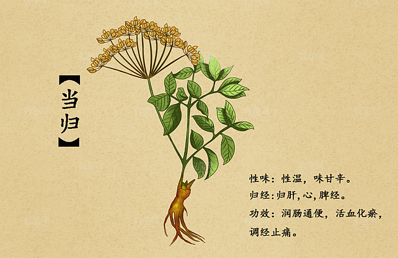 中草药作用与功效介绍插画