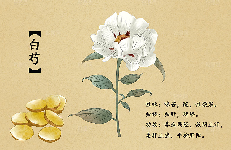 中草药作用与功效介绍插画