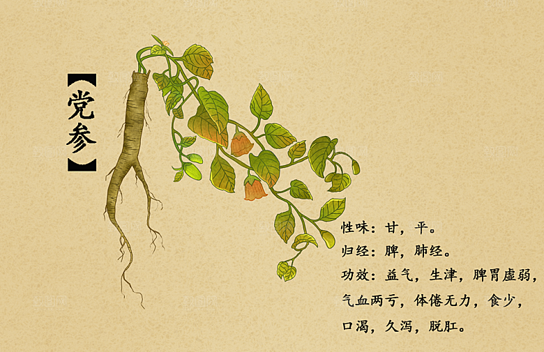 中草药作用与功效介绍插画