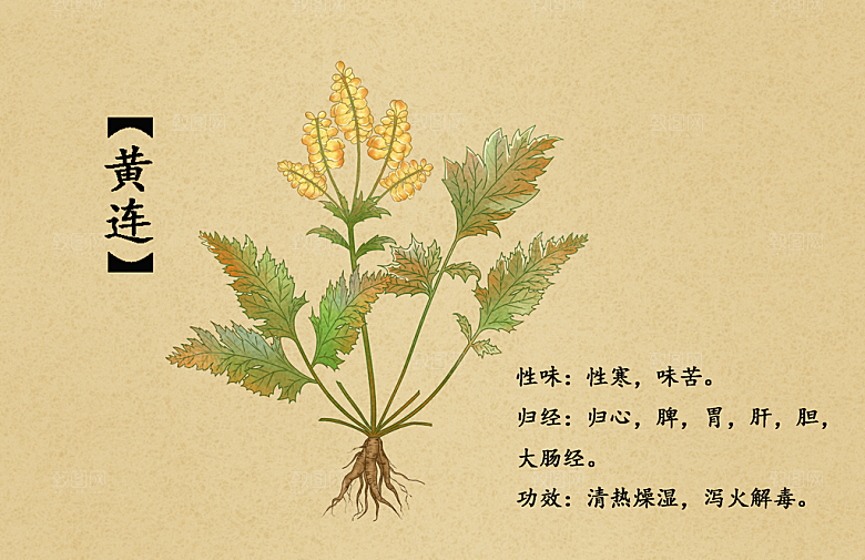 中草药作用与功效介绍插画