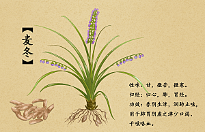 中草药作用与功效介绍插画