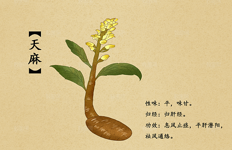 中草药作用与功效介绍插画