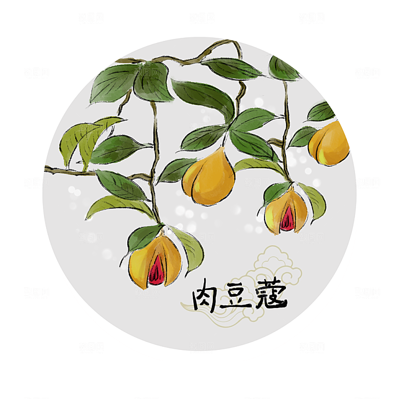 中草药作用与功效介绍插画