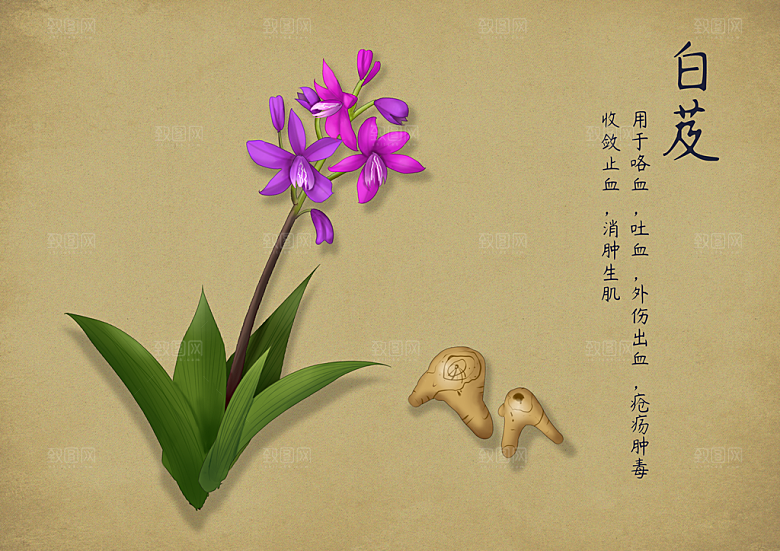 中草药作用与功效介绍插画