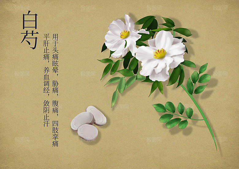 中草药作用与功效介绍插画